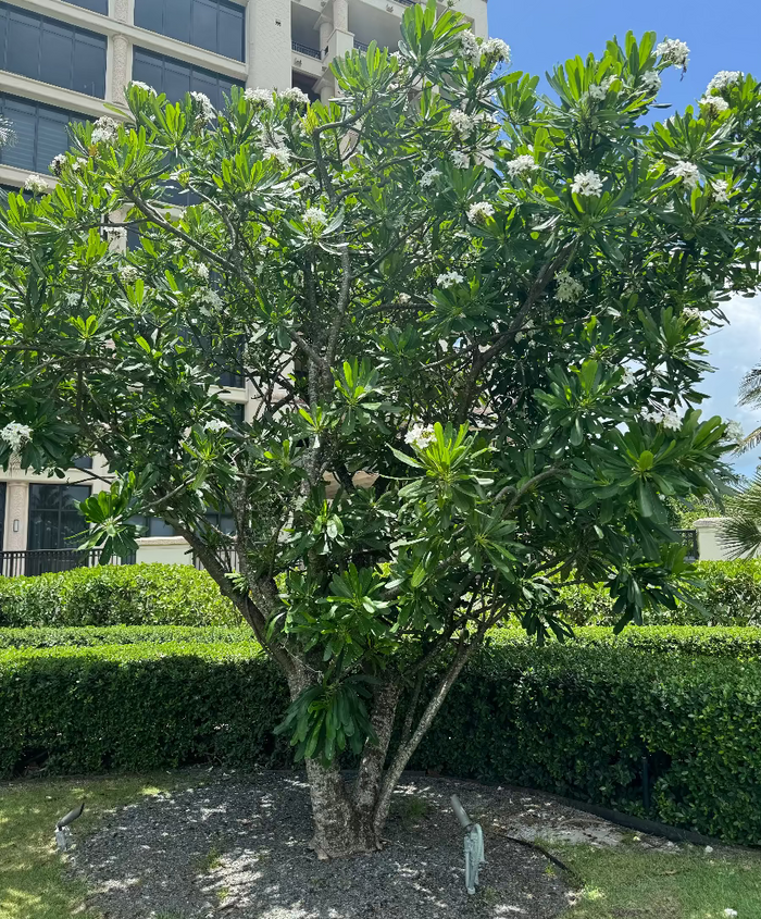 A full view of a mature Plumeria (Frangipani) tree featuring thick branching stems, elongated green leaves, and scattered clusters of white blossoms, growing in a sunny, beautifully landscaped outdoor garden