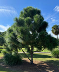 South Florida Slash Pine, Pinus Elliottii Densa full grown in large field
