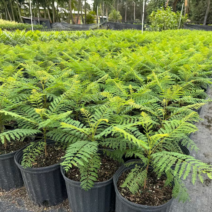Young Jacaranda Mimosifolia Purple Flowering Trees in 3 gallon nursery pots featuring lush, fern-like feathery green foliage, lined up in rows in an outdoor nursery setting, ideal for growing into magnificent shade trees and ornamental garden focal points.