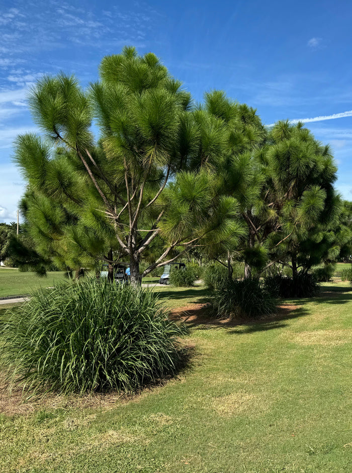 South Florida Slash Pine, Pinus Elliottii Densa full grown in lagre field