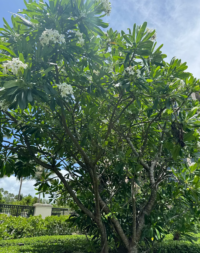 A full view of a large Plumeria (Frangipani) tree featuring thick branching stems, bright green leaves, and clusters of white blossoms