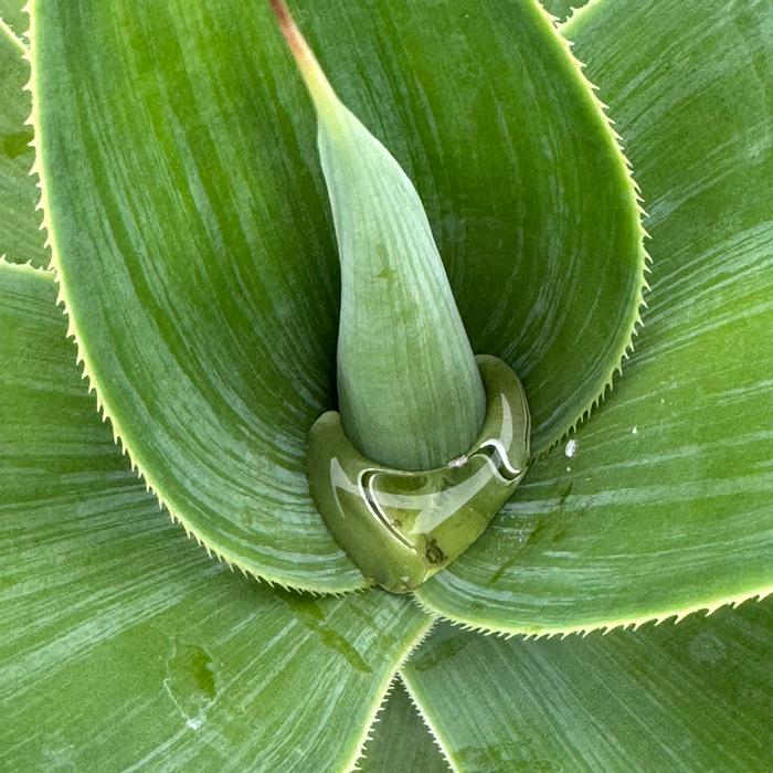 Agave Blue Fantastic, Agave Attenuata, close up view Leaf
