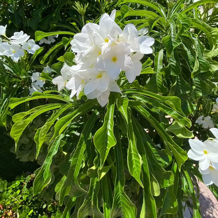 Close-up of a Bridal Bouquet Plumeria White Flowering Shrub, prominently featuring a vibrant cluster of delicate white blooms with distinct yellow centers surrounded by lush, elongated green foliage, growing outdoors in bright sunlight with a building in the background, showcasing its stunning tropical beauty.
