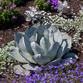 Agave Parryi Artichoke 'Truncata' Mescal Agave, Planted in Ground