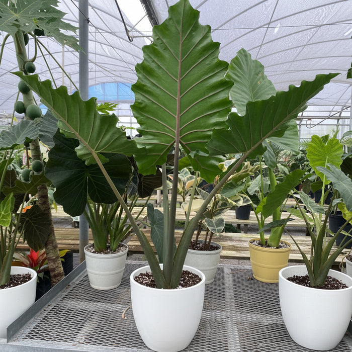 leaves of Alocasia Calidora, Elephant Ears, Live Tropical Plant