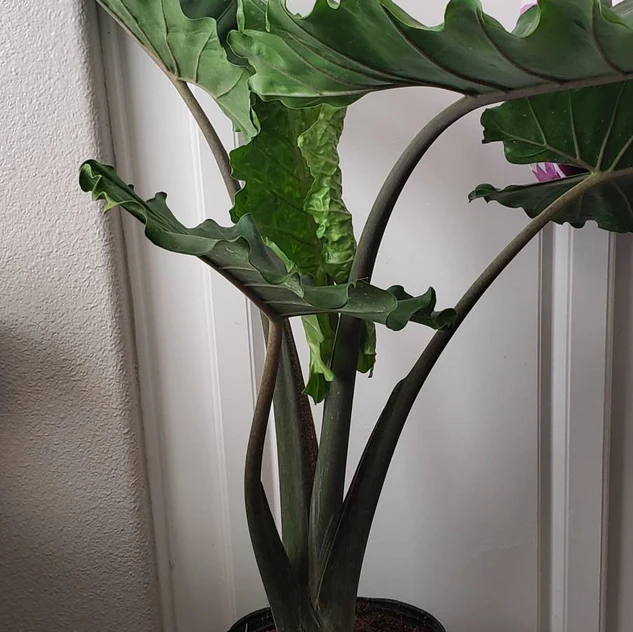 closeup view of Alocasia Calidora, Elephant Ears, Live Tropical Plant