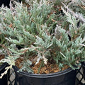 Angelica Blue Juniper Shrub close up in 6in pot