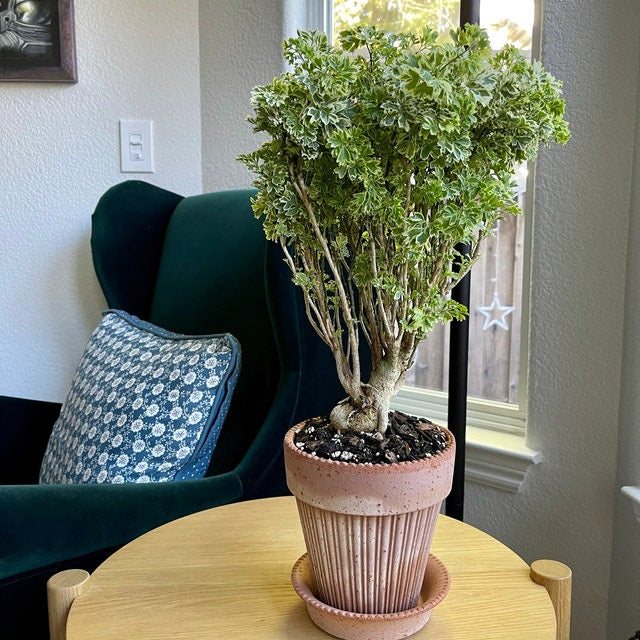 Aralia Ming Gold Bonsai Tree, Aralia Parsley, Live Plant on a table