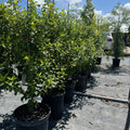 Row of young Blackberry Jam Fruit Tree's in black grower pots