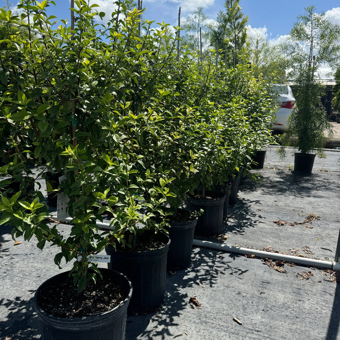 Row of young Blackberry Jam Fruit Tree's in black grower pots