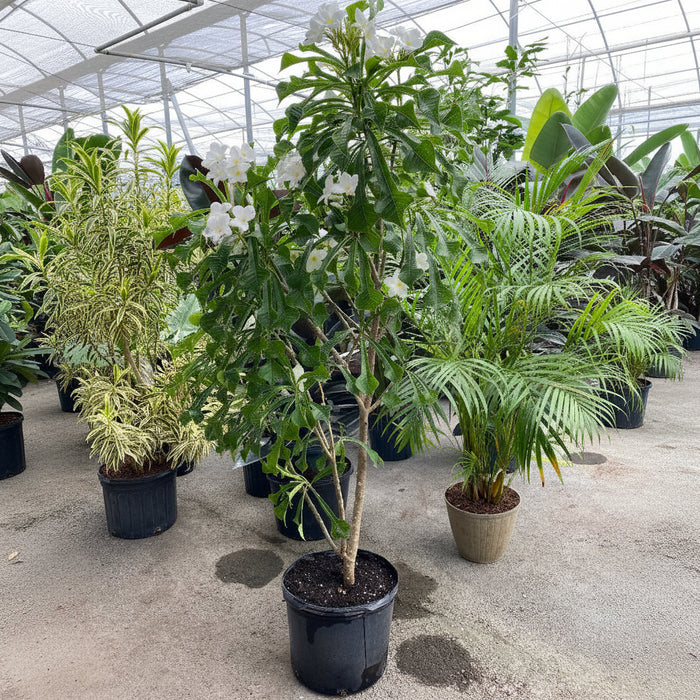 Bridal Bouquet Plumeria White Flowering Tree in a 7 gallon black nursery pot, featuring a tall trunk supporting a lush canopy of elongated glossy green foliage and elegant clusters of delicate white blooms, standing on a concrete floor inside a bright greenhouse nursery setting alongside other potted tropicals, ideal as a stunning tropical focal point and ornamental garden feature.
