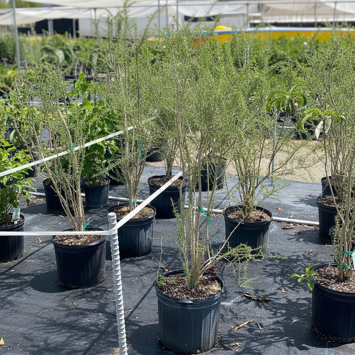 Several potted young trees with slender trunks and green foliage in black nursery pots