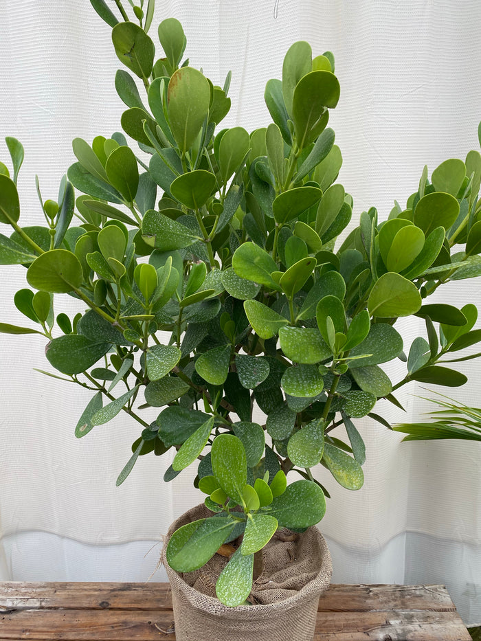 Clusia Guttifera Bush, Best Privacy Hedge Tree