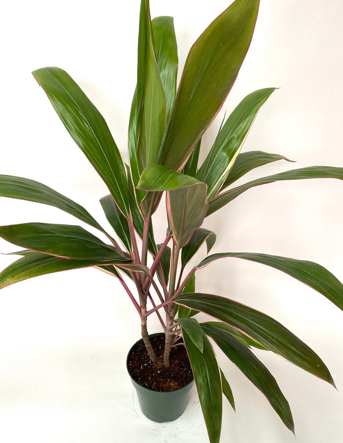 Cordyline Fruticosa Pink Diamond, Good Luck Plant in a green pot