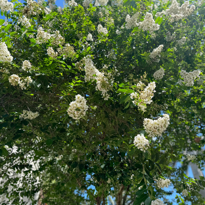 A full view of a mature Magnolia Grandiflora 'Little Gem' Flowering Tree, prominently featuring its characteristic dark green foliage