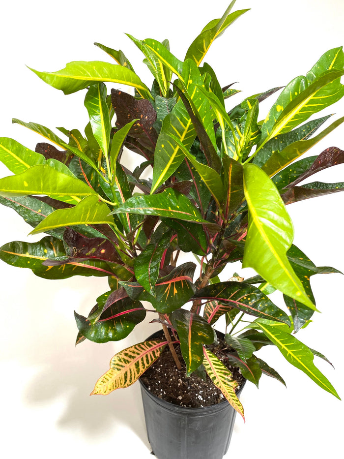 Croton Magnificent, Live Plant Indoor or Outdoor