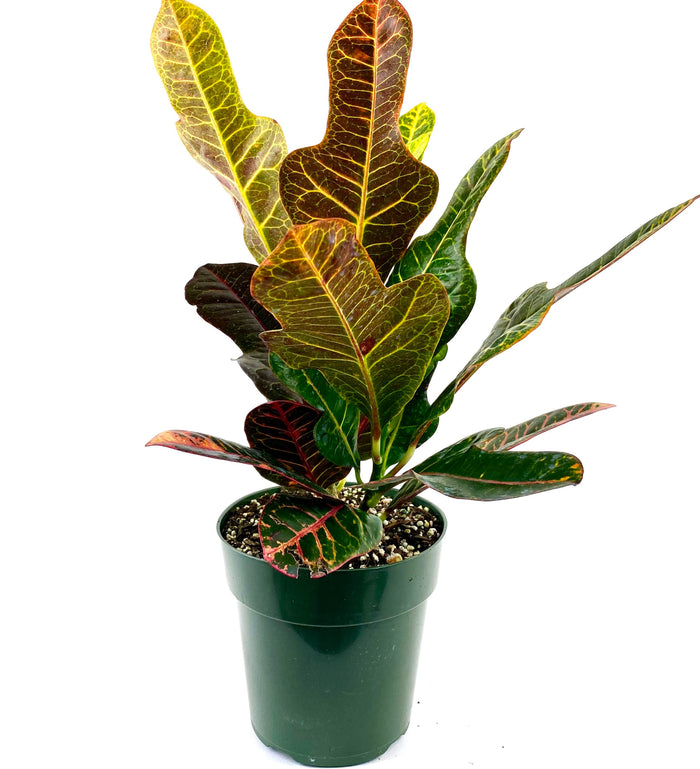 Croton Magnificent, Live Plant Indoor or Outdoor in a pot