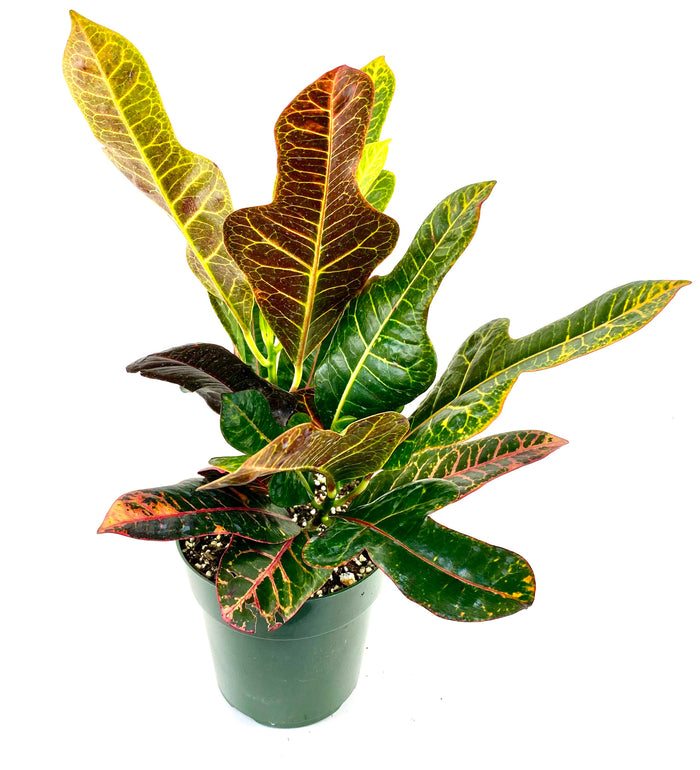 Croton Magnificent, Live Plant