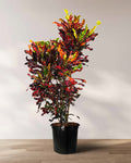 A potted Croton Mammy plant in a 2 gallon black nursery pot, featuring vibrant, spiraling leaves with a rich mix of deep red, bright yellow, and forest green variegation