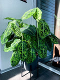 Dieffenbachia Reflector Dumb Cane Variegated inside house