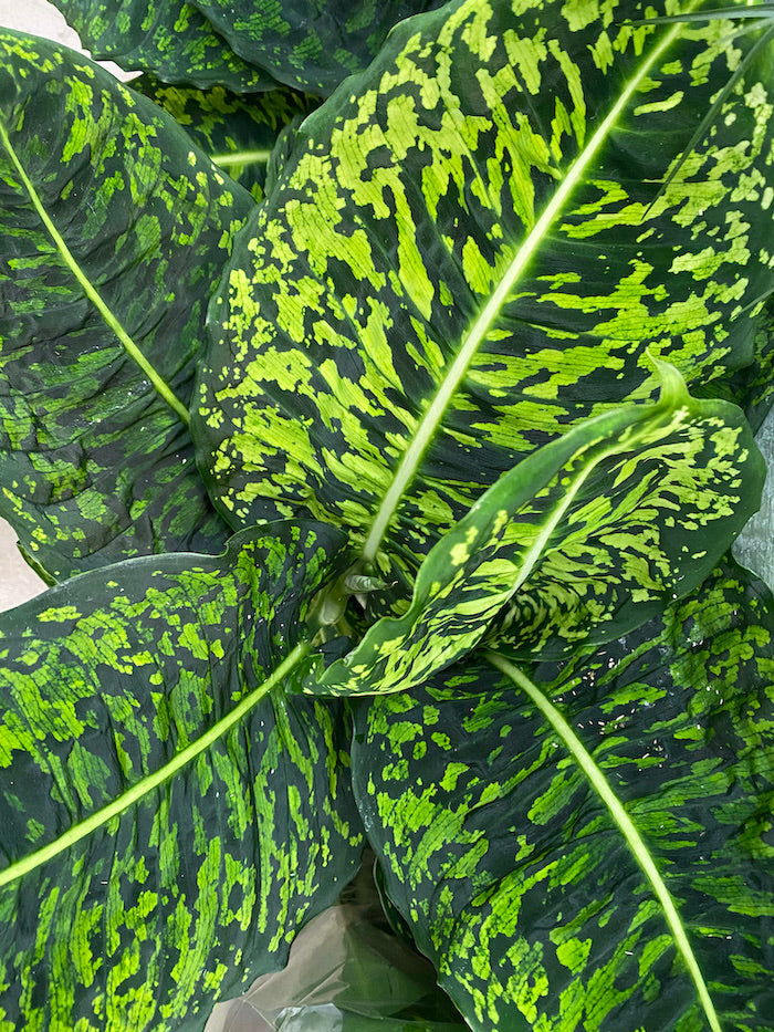 leaves of Dieffenbachia Reflector Dumb Cane Variegated
