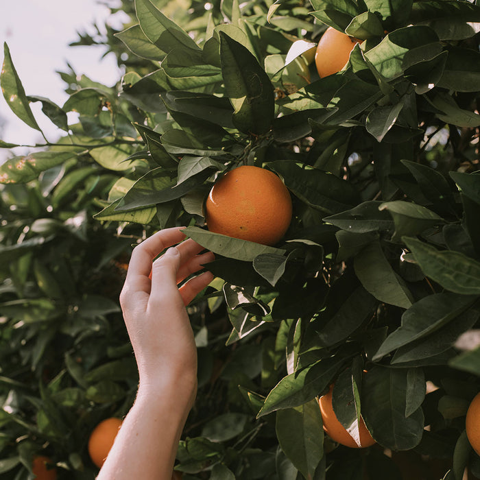 Hand reaching towards an orange on a tree with other oranges and green leaves.