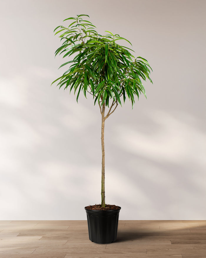 Ficus Alii Tree Ficus Maclellandii in 5 gallon nursery pot with healthy upright growth and narrow tropical foliage, ideal for apartments and minimalist home decor.