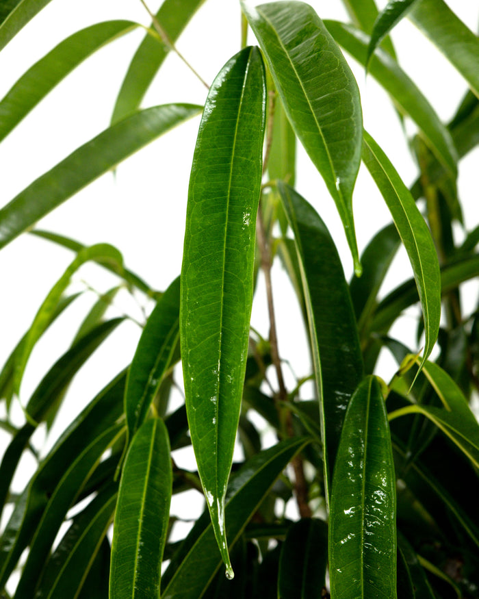 Close up of Ficus Alii Tree Ficus Maclellandii leaves with slender glossy green foliage and dense tropical texture, ideal for decorative interior plant styling.