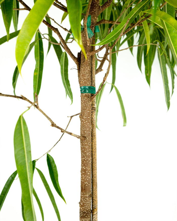 Close up of Ficus Alii Tree Ficus Maclellandii trunk and foliage with natural branching texture and elongated glossy leaves, ideal for premium indoor plant displays.