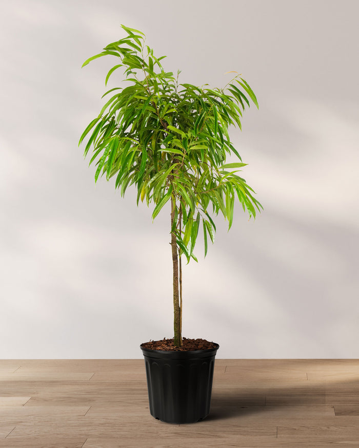 Ficus Alii Tree Ficus Maclellandii in 5 gallon nursery pot with tall architectural canopy and cascading tropical foliage, ideal for statement entryways and contemporary office spaces.