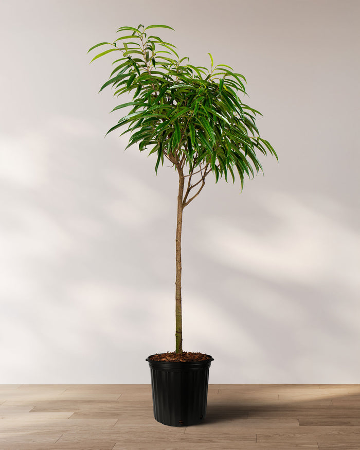 Ficus Alii Tree Ficus Maclellandii in 5 gallon nursery pot with tall architectural canopy and cascading tropical foliage, ideal for statement entryways and contemporary office spaces.