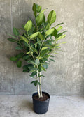 Ficus Banyan Tree Form Double Stem, Ficus Benghalensisis in black pot with grey back ground