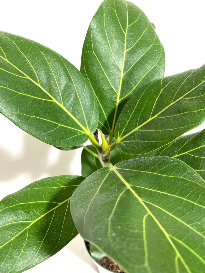 upper view of Banyan Tree, Ficus Benghalensisis leaves