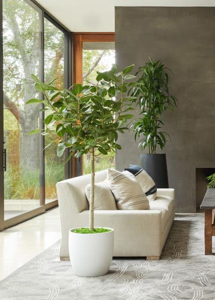 A potted Ficus Audrey (Ficus benghalensis) tree with a slender, single-stem form and a lush, upright canopy of vibrant green, oval-shaped leaves, styled in a warm, minimalist modern living room