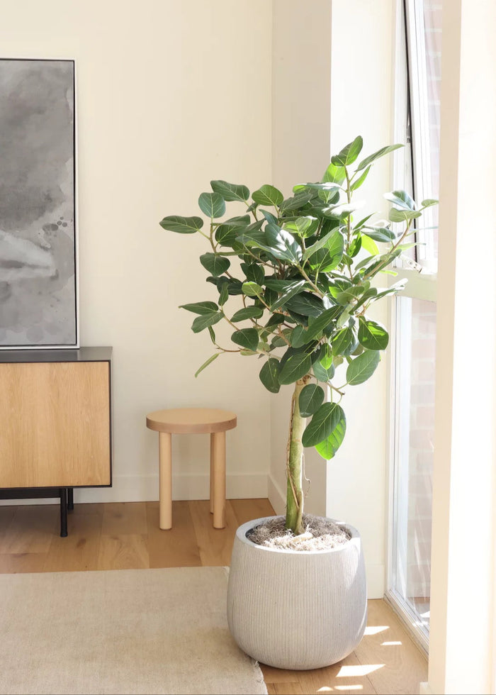 Ficus Banyan Tree Form single Stem, Ficus Benghalensisis in white deco pot near window