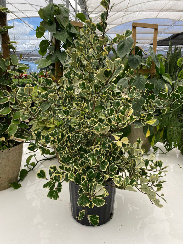 front view of Ficus Triangularis Variegata, Bush Form Live Tropical Plant