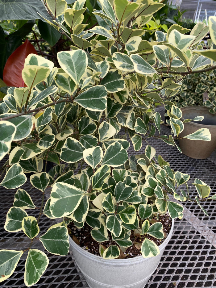 upper view of Ficus Triangularis Variegata, Bush Form Live Tropical Plant