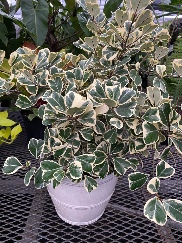 Ficus Triangularis Variegata, Bush Form Live Tropical Plant