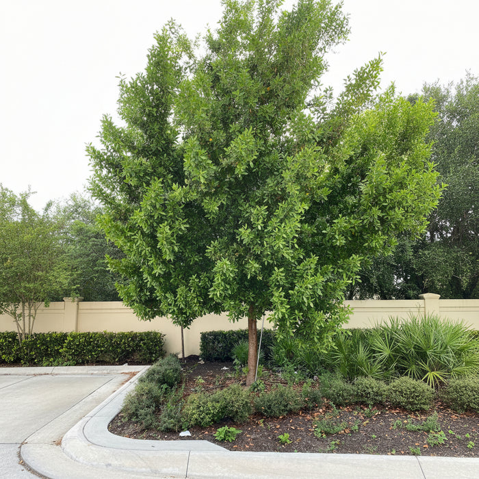 Green Buttonwood, Conocarpus Erectus planted in parking lot.