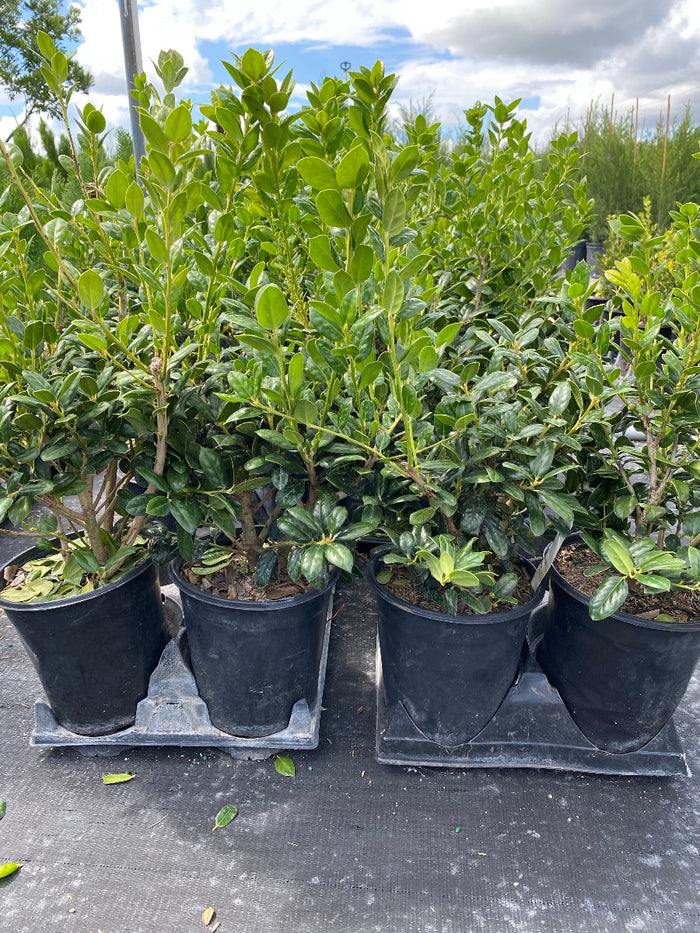 Four potted Ilex Cornuta Dwarf Burford Holly shrubs.