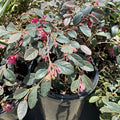close view of Loropetalum Carolina Midnight Chinense