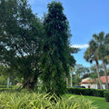 Mature Mast Tree, False Ashoka growing outdoors