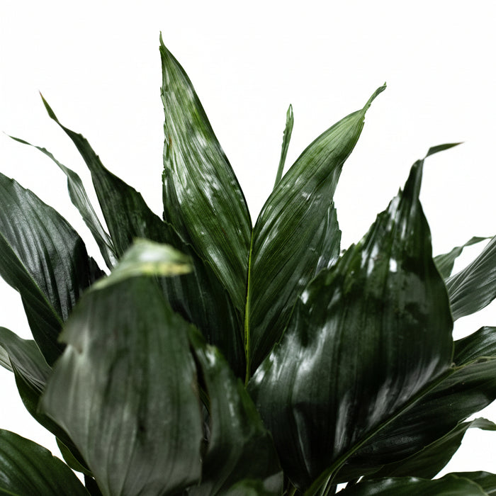 Close-up of dark green plant leaves on a light background A mini fishtail palm (Chamaedorea metallica) with green-silver metallic fronds in a black pot, placed against a neutral background.