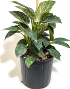 Philodendron Birkin, White Stripe Leaves in 2 gallon black pot