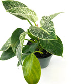 Philodendron Birkin, White Stripe Leaves in a 1 gallon grower pot with glossy, dark green leaves and striking white stripe variegation displayed against a white background