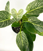 Philodendron Birkin, White Stripe Leaves in a 1 gallon grower pot with glossy, dark green leaves and striking white stripe variegation displayed from a top-down view against a white background,