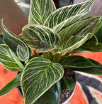 Philodendron Birkin, White Stripe Leaves in a 2 gallon grower pot with glossy, dark green leaves and striking white stripe variegation displayed on a vibrant orange patterned rug
