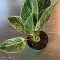 Philodendron Birkin, White Stripe Leaves in a  1 gallon grower pot with glossy, dark green leaves and striking white stripe variegation displayed from an upper angle on a wooden floor