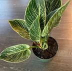 Philodendron Birkin, White Stripe Leaves in a  1 gallon grower pot with glossy, dark green leaves and striking white stripe variegation displayed from an upper angle on a wooden floor