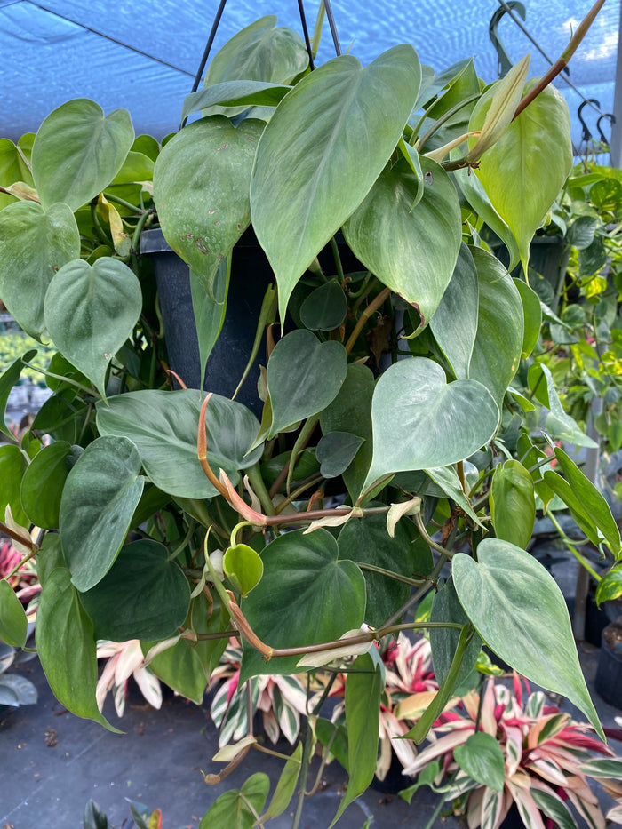 Philodendron Heart Leaf, Sweetheart Plant in a grower hanging basket with glossy green heart-shaped leaves and cascading vines displayed in a greenhouse setting